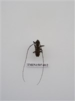 藏品(黃星天牛)的圖片